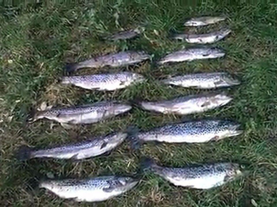 truites farios pécher en ruiseau premier categorie