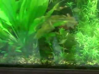 Buying all of one species at a time. Schooling Cory cats