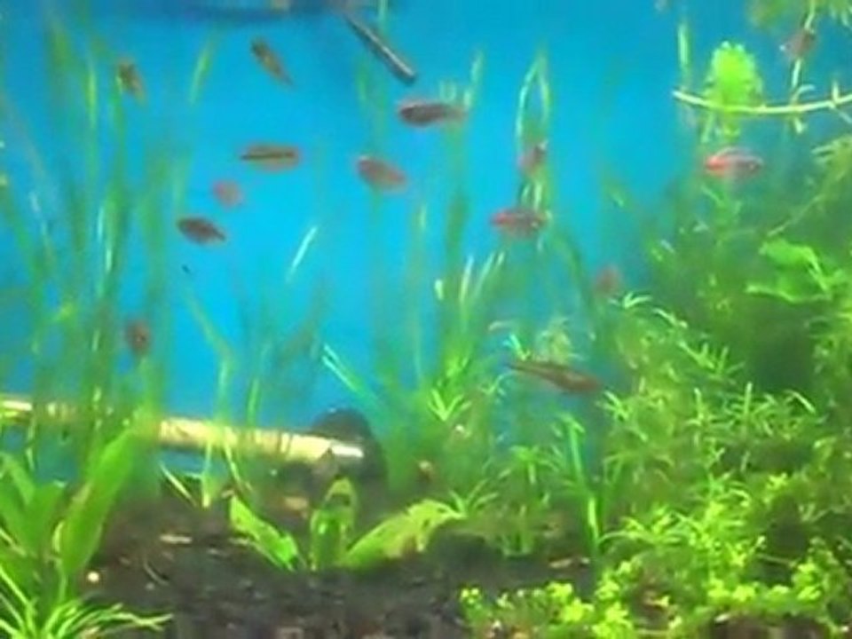 The jungle update. Hi tech planted tank... High CO2.