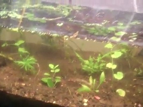 The Jungle. Adding CO2 to the High tech planted tank. ...