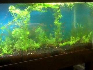 The 50/50 tank. What to do with dirt substrate ...