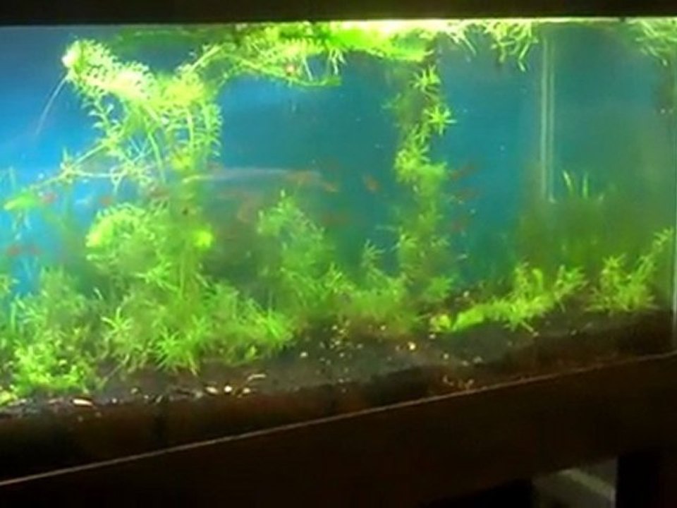 The 50/50 tank. What to do with dirt substrate ...
