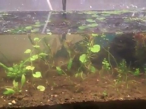 Adding water to the the Jungle. I added the waste ...