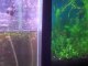 PH in your aquarium. What about PH in your fishtank?