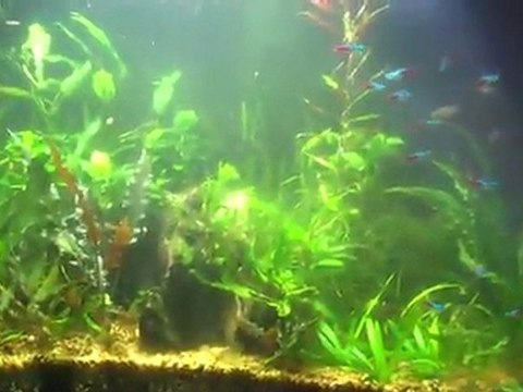 Adding light too fast to a planted tank. Metal Halids ...