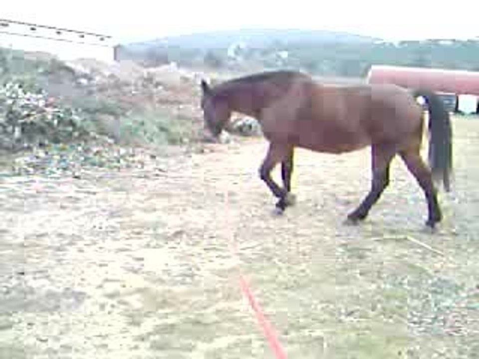 orphée en longe