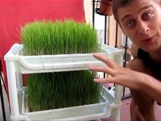 Soil-Free-Wheatgrass-Grower