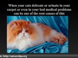 Cat behavior problems - Video            Cat behavior