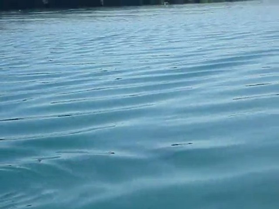 Ile des Pins - Baie d'Upi - Dauphins 2