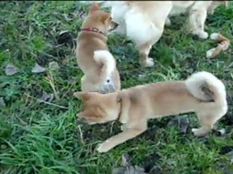 élevage Miyajima shiba inu