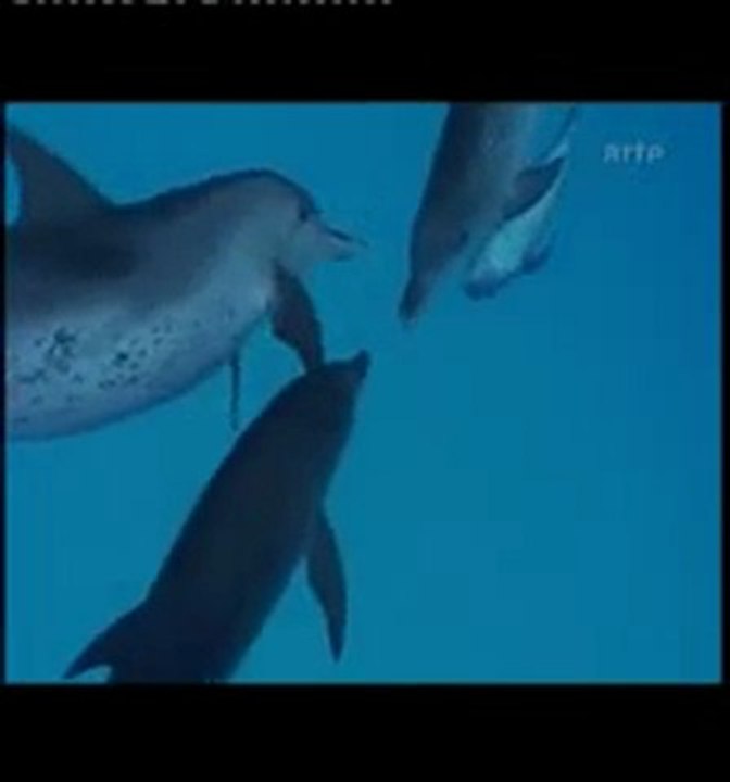 L'homo Delphinus 2-3
