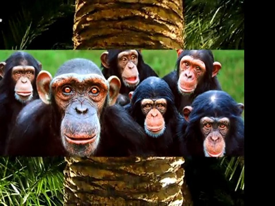 Monkey; Hate those worry monkeys in my head! Hello.