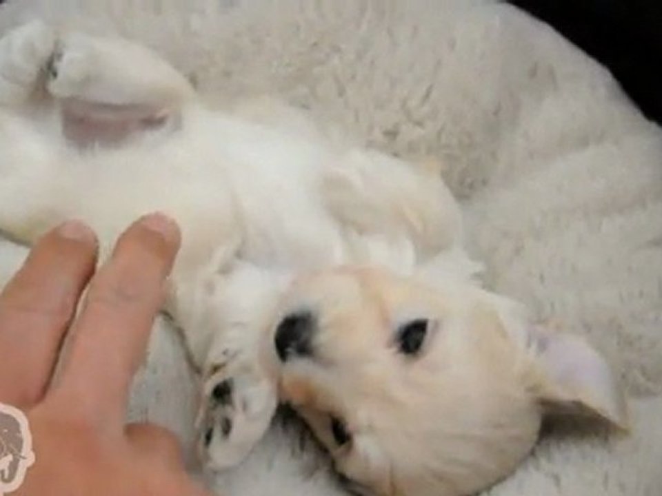 un chiot