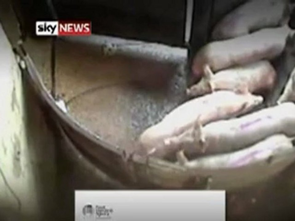 Exclusive: Video Shows Pig Abuse At Abattoir