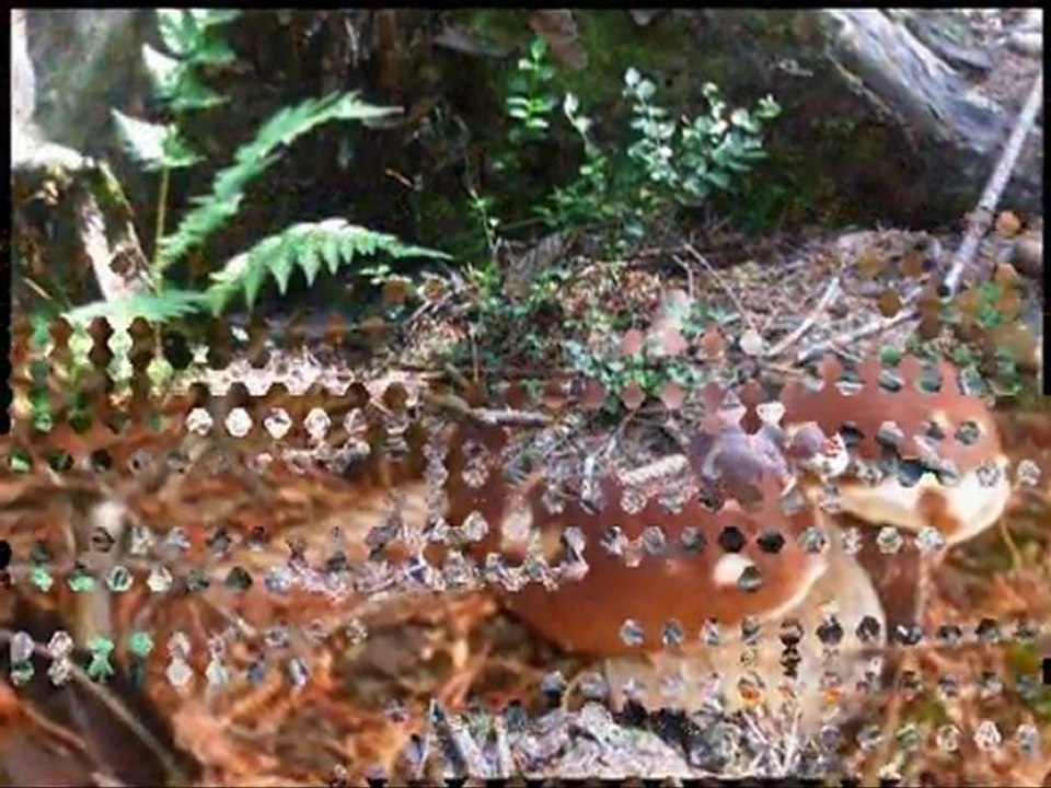 Grzybobranie lipiec 2011
