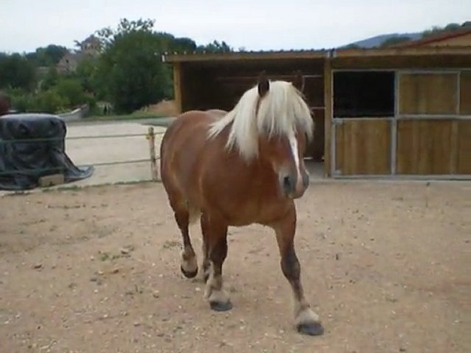 pieds Vaillant (4)