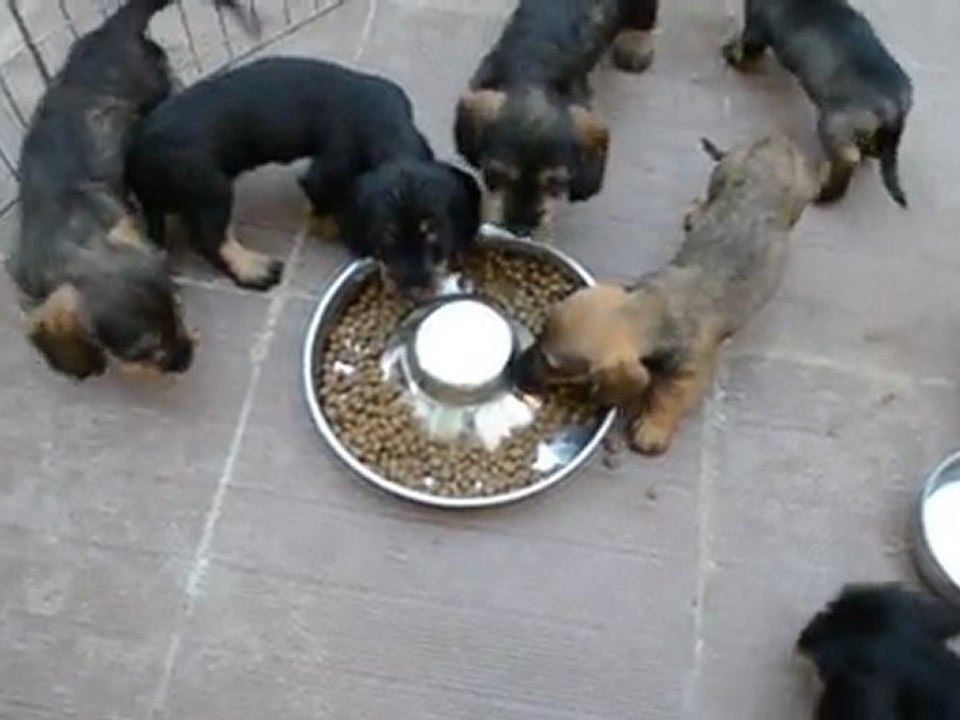 TECKELS POILS DURS A TABLE !