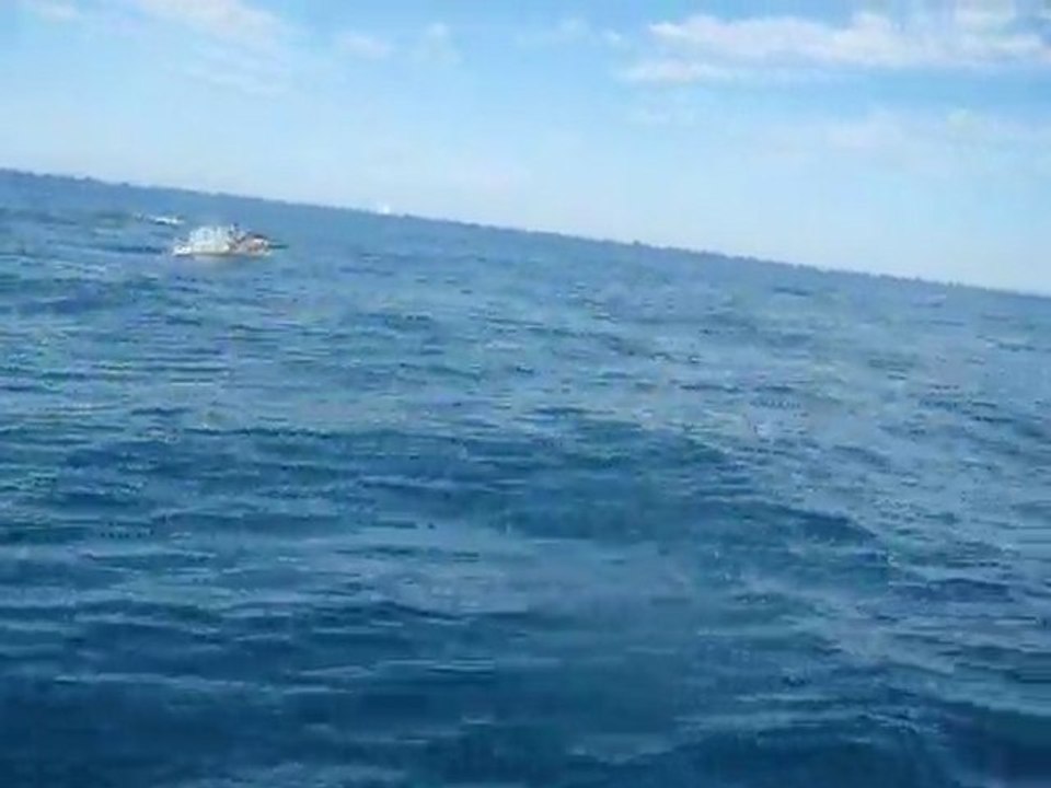 Dauphins d'Houat
