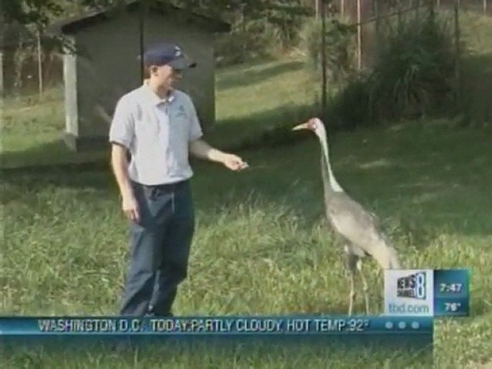 White-Naped Cranes at Smithsonian Conservation Biology Institute