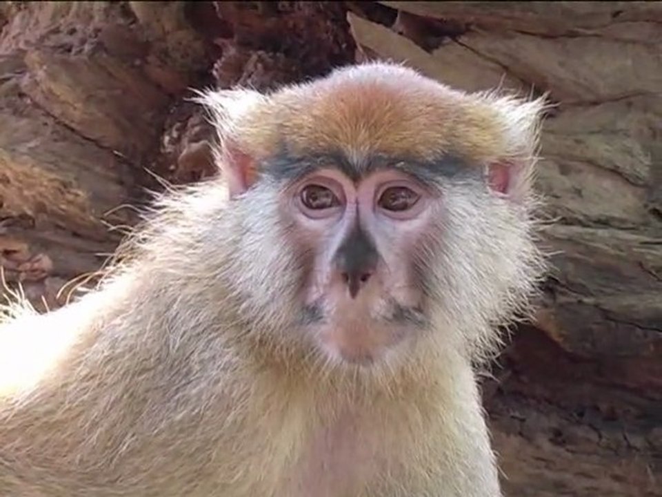Sur la route de Dédougou 3/3 - Burkina Faso 2008