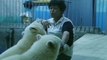 Polar Bear Twins Growing up in China