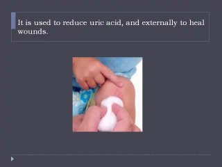 cha de bugre and its uses