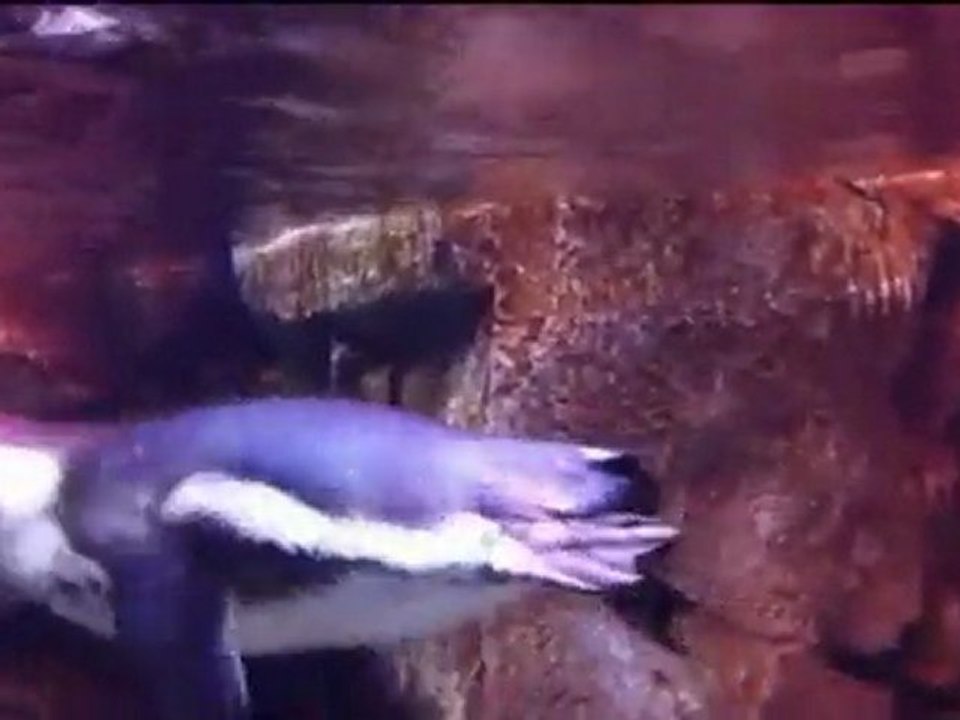 Georgia Aquarium
