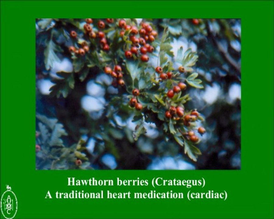 Veterinary Herbs