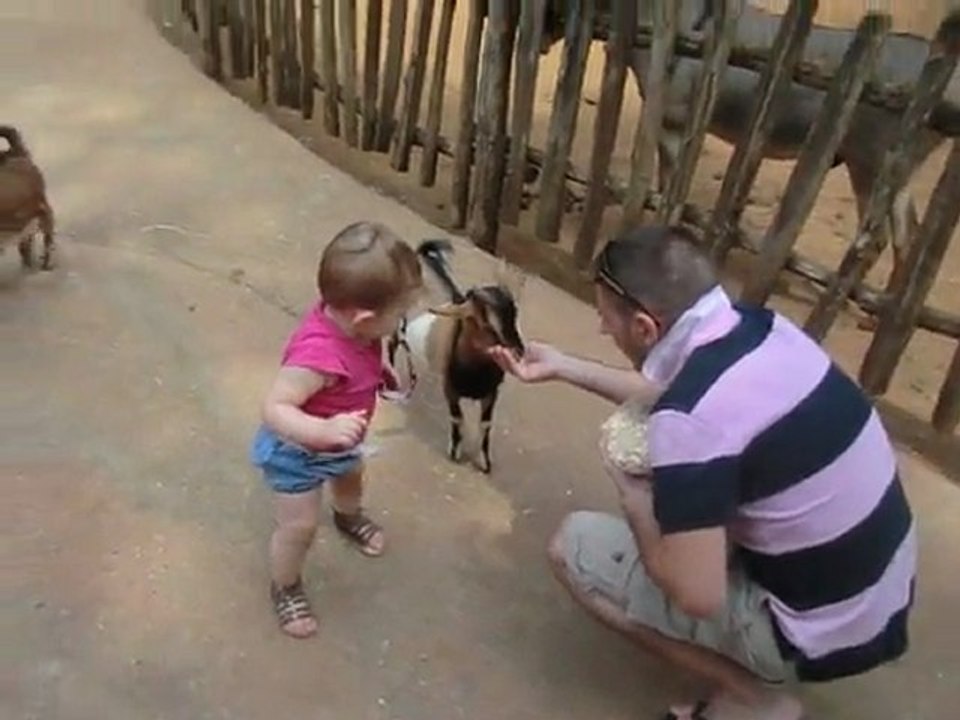 rapha avec les biquettes du zoo de la fleche fin juillet 2011