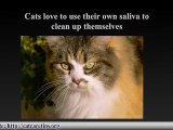 Video-Cat illnesses and symptoms