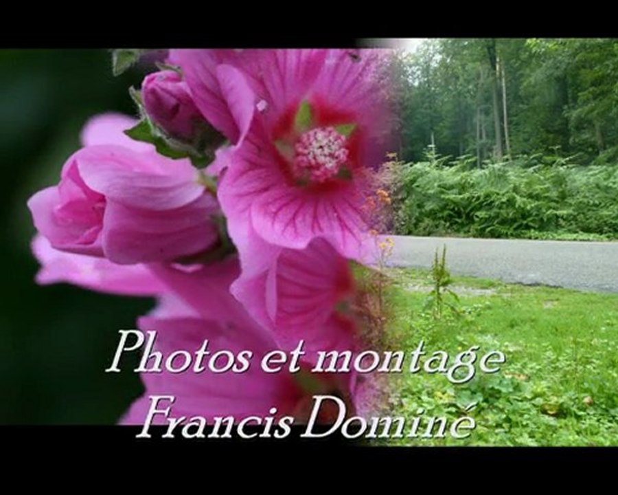 La forêt de Soignes-Belgique