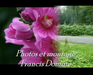 La forêt de Soignes-Belgique