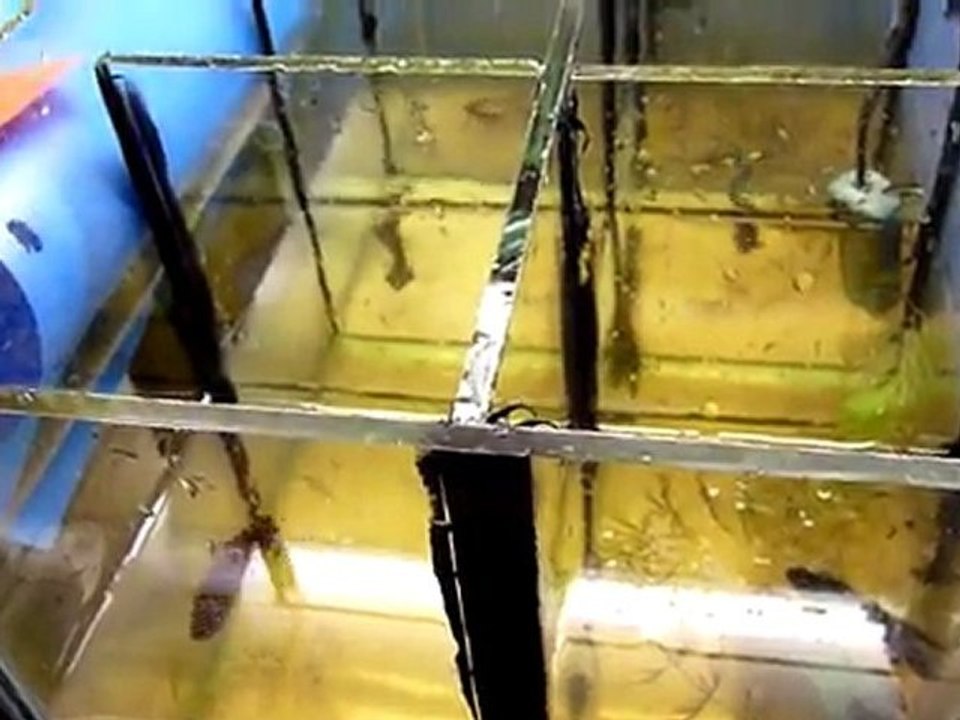 bettas splendens en parade