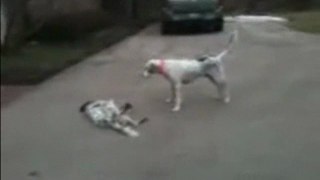 Puppy Fakes His Own Death