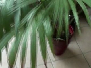 Robot aspirateur Deepoo D76, mode EDGE