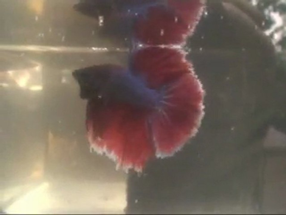 Bettas plendens, concours Show Betta:  Dijon 2011.