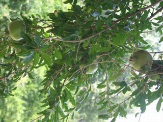 HASSA-KÜLTÜR HARMANI