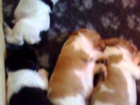 CHIOTS UBAYE 2 SEMAINES