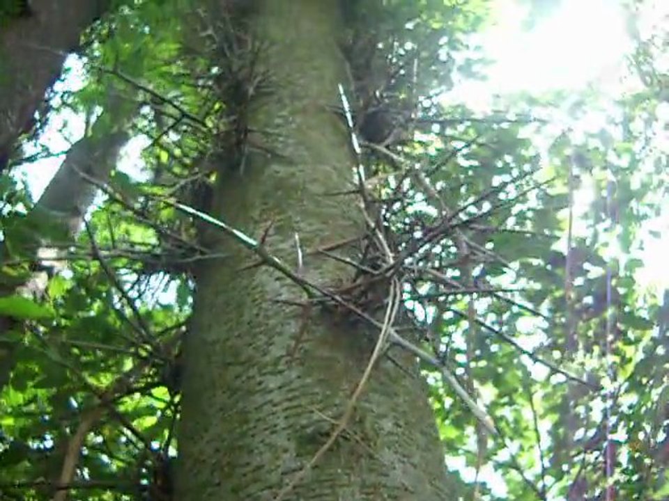 L'esprit des arbres