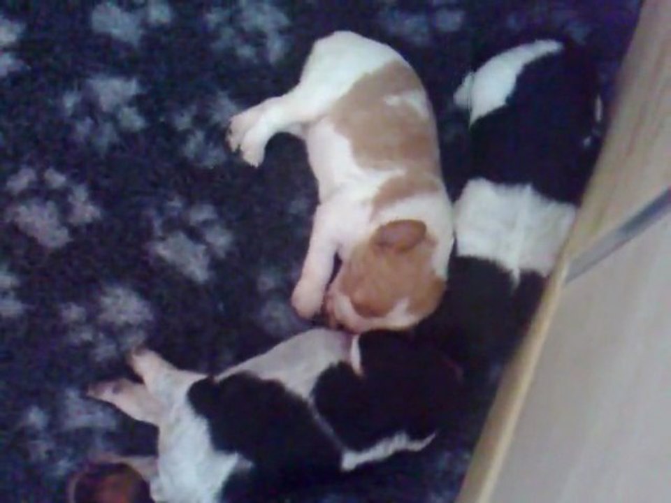 CHIOTS UBAYE 2 SEMAINES (2)