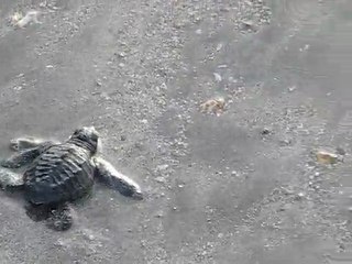Bébé tortue en Indonésie (Kuta-Bali)