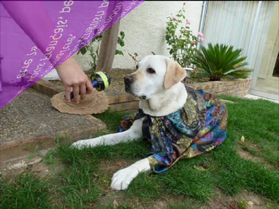 Madame Ima 3 : Au Festival de Cannes