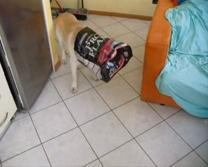 I'm Zardos, nice to meet you