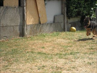 gringo mon amour de berger allemand