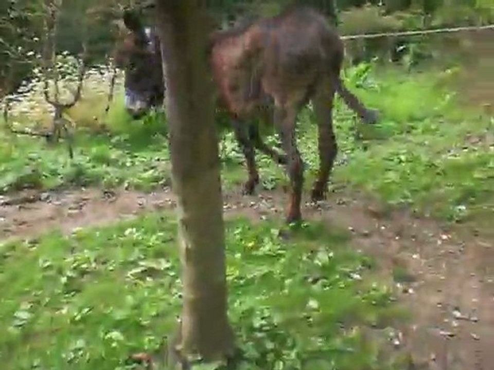 Mes anes sur un double