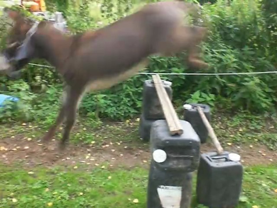 Mon âne sur un oxer