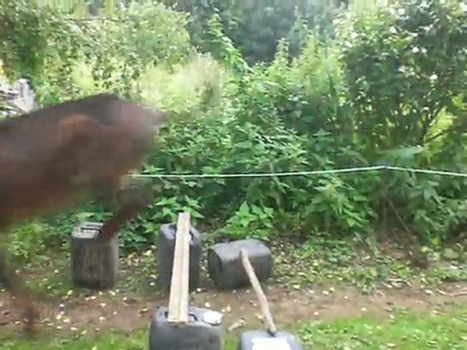 Mon ânon sur un oxer