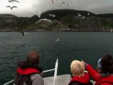 Norway Tourism: Wildlife and Nature