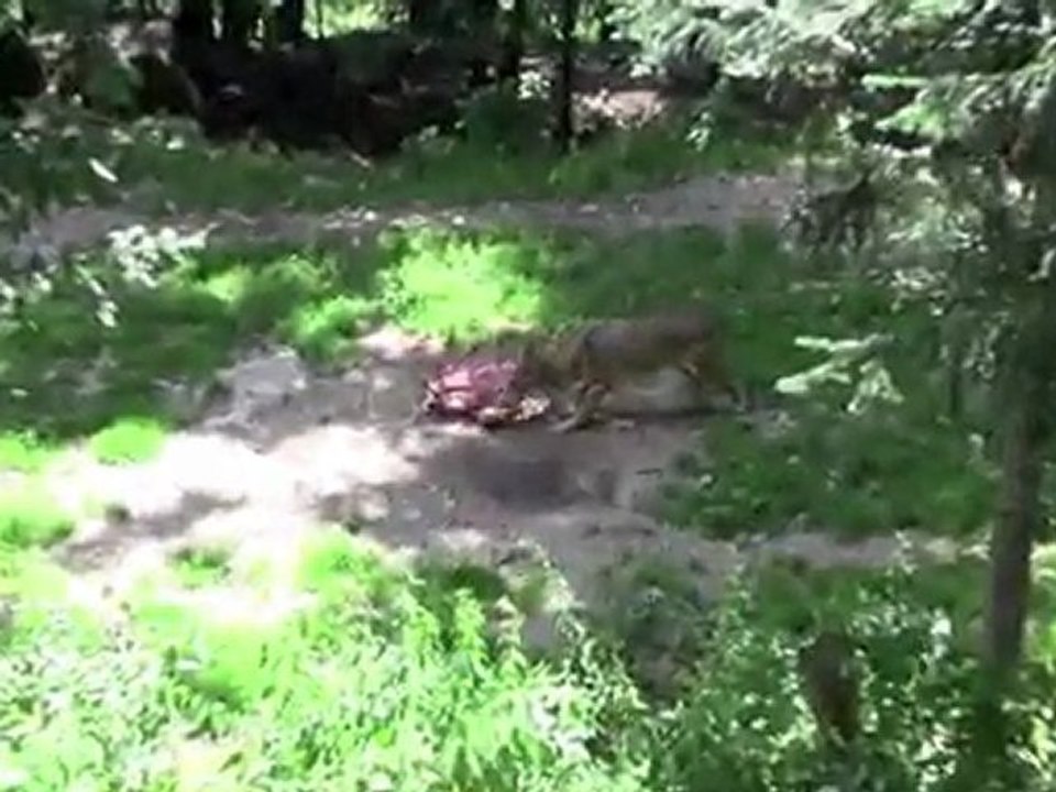 Alpha - Le Temp des Loups