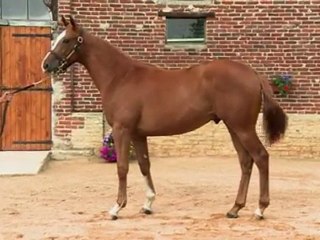 Lot 52 par TEOFILO et INNOCENT AFFAIR - Haras de Grandcamp